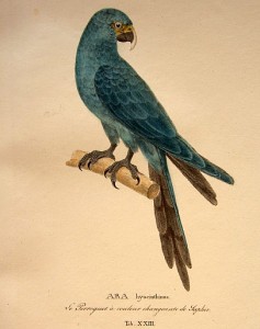 Spix-Ara_-_original_von_Spix