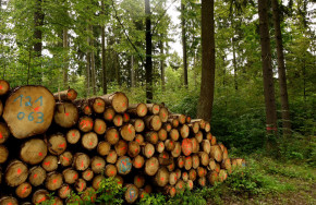 Geschlagenes Holz am Rande des Philosophenweges.