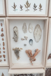 muscheln_1